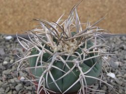 Gymnocalycium cardenasianum JO 193 pot 5,5 cm - 12410580