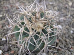 Gymnocalycium cardenasianum JO 193 pot 5,5 cm - 12410581