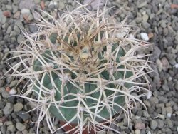 Gymnocalycium cardenasianum JO 193 pot 5,5 cm - 12410585