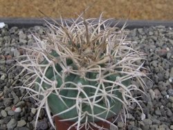 Gymnocalycium cardenasianum JO 193 pot 5,5 cm - 12410586