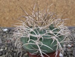 Gymnocalycium cardenasianum JO 193 pot 5,5 cm - 12410587