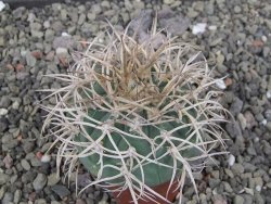 Gymnocalycium cardenasianum JO 193 pot 5,5 cm - 12410588
