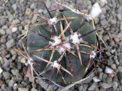 Echinocactus horizonthalonius RS 1038 La Trinidad SLP pot 5,5 cm - 12410591