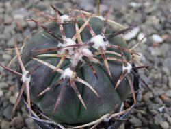 Echinocactus horizonthalonius RS 1038 La Trinidad SLP pot 5,5 cm