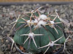 Echinocactus horizonthalonius RS 1038 La Trinidad SLP pot 5,5 cm