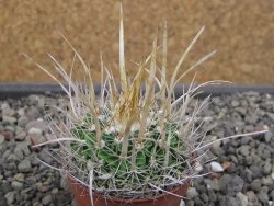 Echinofossulocactus erectocentrus SB 286 Dr. Arroyo pot 5,5 cm