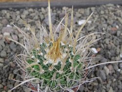 Echinofossulocactus erectocentrus SB 286 Dr. Arroyo pot 5,5 cm - 12410601