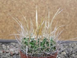 Echinofossulocactus erectocentrus SB 286 Dr. Arroyo pot 5,5 cm - 12410603