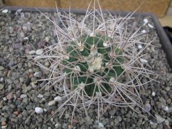 Gymnocalycium mazanense polycephalum VS 46 Cuipan, pot 5,5 cm - 12410612