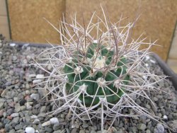 Gymnocalycium mazanense polycephalum VS 46 Cuipan, pot 5,5 cm - 12410613