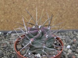 Echinocereus triglochidiatus HK 374 Rio Puerco, Sandoval Co. NM  květináč 6,5 cm - 12410617