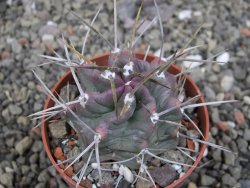 Echinocereus triglochidiatus HK 374 Rio Puerco, Sandoval Co. NM  květináč 6,5 cm - 12410618