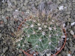 Echinocereus triglochidiatus Santa Fe, pot 6,5 cm - 12410625