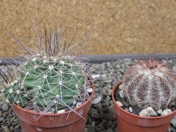Echinocereus triglochidiatus Santa Fe, pot 6,5 cm - 12410626