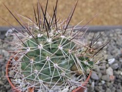 Echinocereus triglochidiatus Santa Fe, pot 6,5 cm