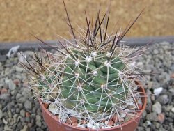 Echinocereus triglochidiatus Santa Fe, pot 6,5 cm - 12410629