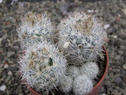 Escobaria sneedii SB 730 Eddy Co. NM, CITES IA pot 6,5 cm, seedling - 12410638