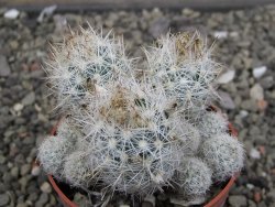 Escobaria sneedii SB 730 Eddy Co. NM, CITES IA pot 6,5 cm, seedling - 12410639