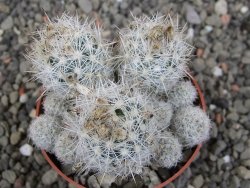 Escobaria sneedii SB 730 Eddy Co. NM, CITES IA pot 6,5 cm, seedling