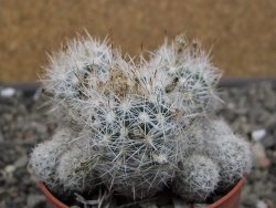 Escobaria sneedii SB 730 Eddy Co. NM, CITES IA pot 6,5 cm, seedling - 12410641