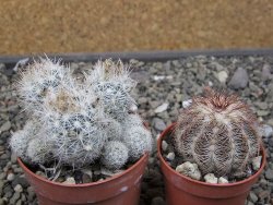 Escobaria sneedii SB 730 Eddy Co. NM, CITES IA pot 6,5 cm, seedling - 12410642