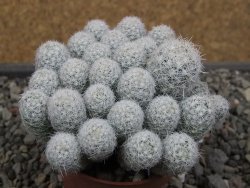Escobaria sneedii SB 730 Eddy Co. NM, CITES IA pot 6,5 cm, seedling - 12410644