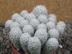 Escobaria sneedii SB 730 Eddy Co. NM, CITES IA pot 6,5 cm, seedling - 12410645