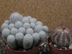 Escobaria sneedii SB 730 Eddy Co. NM, CITES IA pot 6,5 cm, seedling - 12410648