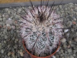 Echinocereus dasyacanthus Villa Ahumada, květináč 5,5 cm - 12410650