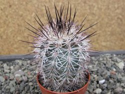 Echinocereus dasyacanthus Villa Ahumada, květináč 5,5 cm - 12410651