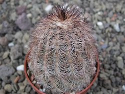Echinocereus X purpureus, květináč 5,5 cm - 12410654