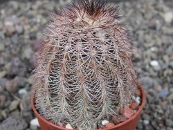 Echinocereus X purpureus, květináč 5,5 cm - 12410655