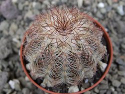 Echinocereus X purpureus, květináč 5,5 cm - 12410657