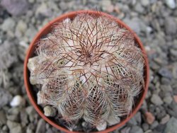 Echinocereus X purpureus, květináč 5,5 cm - 12410658