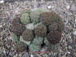 Puna bonniae pot 7 cm