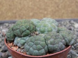 Puna bonniae inermis, pot 7 cm - 12410671