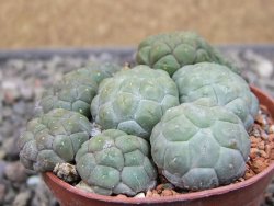 Puna bonniae inermis, pot 7 cm - 12410672