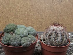 Puna bonniae inermis, pot 7 cm - 12410674