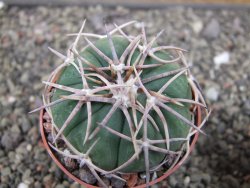 Echinocactus horizonthalonius Corazon del Monte pot 6,5 cm - 12410675