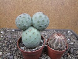 Tephrocactus geometricus pot 6,5 cm - 12410691