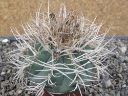 Gymnocalycium cardenasianum JO 193 pot 7 cm - 12410694