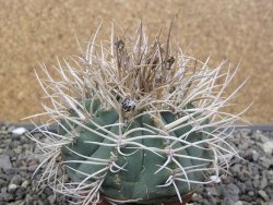 Gymnocalycium cardenasianum JO 193 pot 7 cm