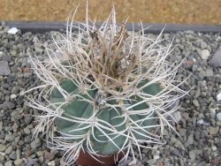 Gymnocalycium cardenasianum JO 193 pot 7 cm - 12410696
