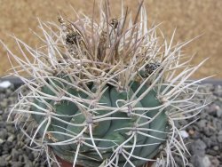 Gymnocalycium cardenasianum JO 193 pot 7 cm - 12410697