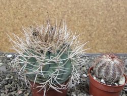 Gymnocalycium cardenasianum JO 193 pot 7 cm - 12410698