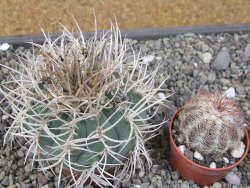 Gymnocalycium cardenasianum JO 193 pot 7 cm - 12410699