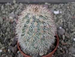 Echinocereus dasyacanthus výběr z květů, květináč 5,5 cm - 12410701