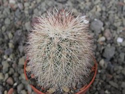 Echinocereus dasyacanthus výběr z květů, květináč 5,5 cm - 12410704