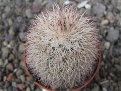 Echinocereus dasyacanthus výběr z květů, květináč 5,5 cm - 12410705