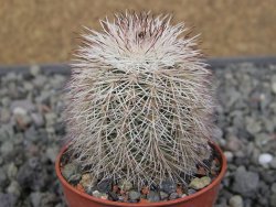 Echinocereus dasyacanthus výběr z květů, květináč 5,5 cm - 12410706